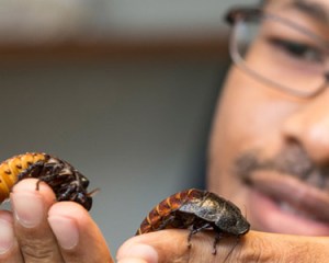 Me holding male and female hissing cockroaches