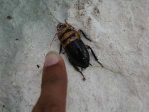 Image of Leno Davis' finger petting a cockroach