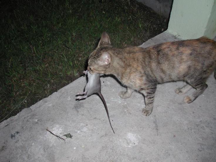 Jill the Cat and a Rat